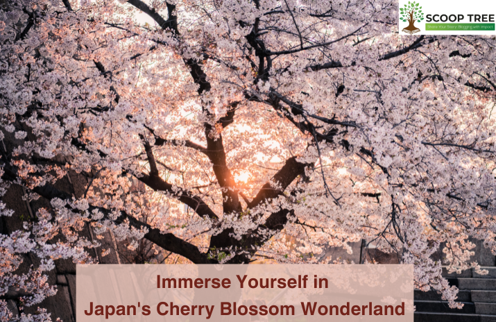 Immerse Yourself in Japan’s Cherry Blossom Wonderland
