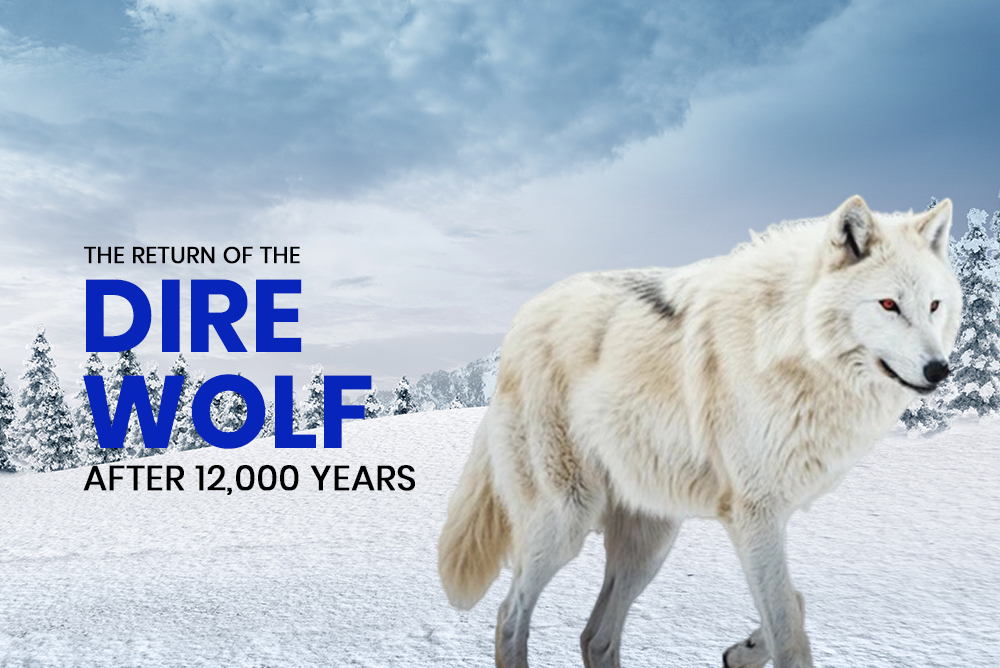 The Return of the Dire Wolf after 12,000 years